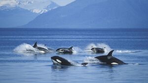 Orcas vor der Küste Alaskas