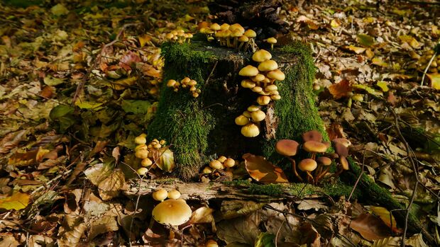 Pilze im Wald - Herbstpilze