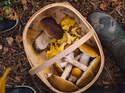Pilze sammeln im Wald