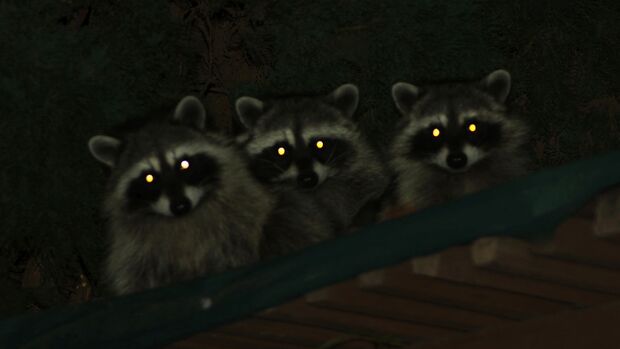 Raccoons with glowing eyes