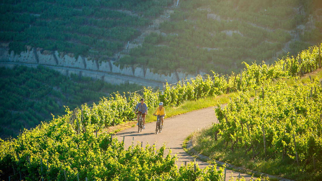 Radtouren in Deutschland - durch die Weinberge