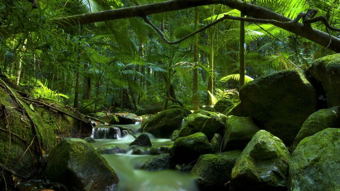 Rainforest canopy with stream in Daintree