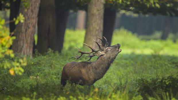 Red deer, Cervus elaphus