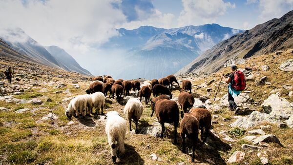 Schafübertrieb im Schnalstal - Südtirol