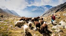 Schafübertrieb im Schnalstal - Südtirol