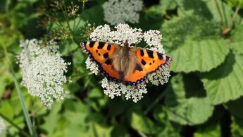 Schmetterlinge - Deutschland - Natur - Frühling