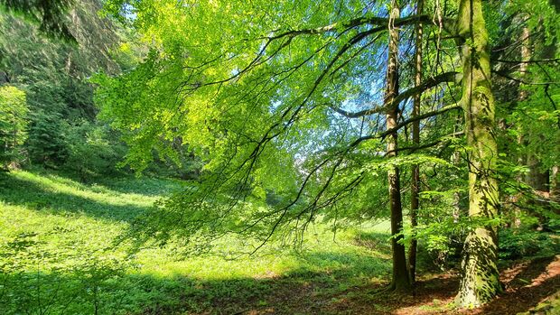 Tag des Waldes: Heil- und Kurwälder Bayern