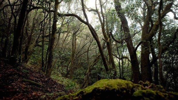 Tag des Waldes: La Palma Lorbeerwald (Spanien)