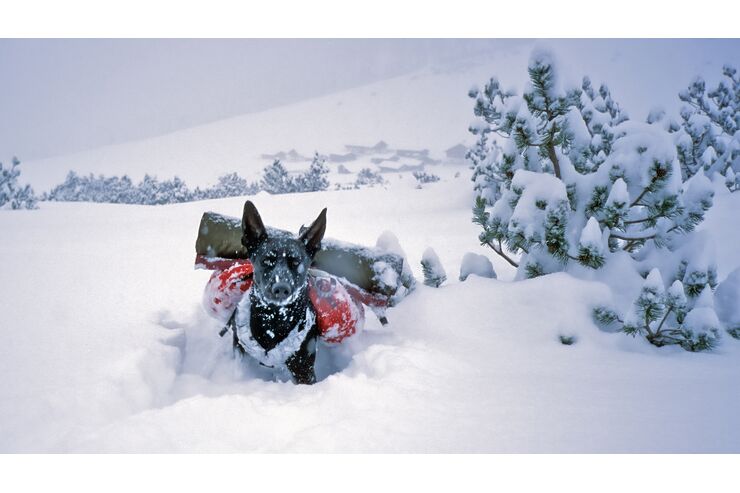 Pudelwohl-im-Schnee-Tipps-f-r-Wintertouren-mit-Hund