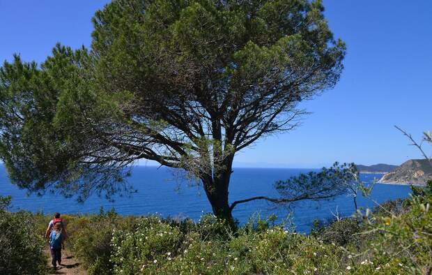 Wandern auf der Insel Elba