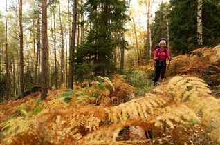 Wanderung auf dem Forststeig im Elbsandsteingebirge 
