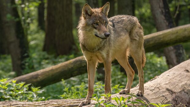 Wolf im Wald, Deutschland, bei Isselburg