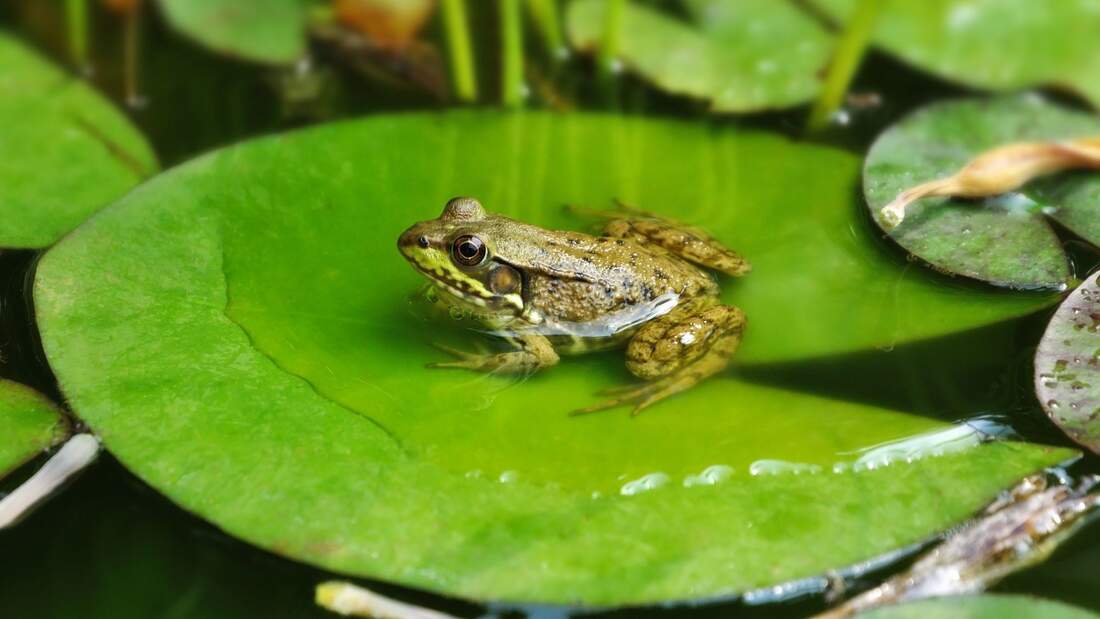 Kleine Froschkunde Was quakt denn da im Teich?