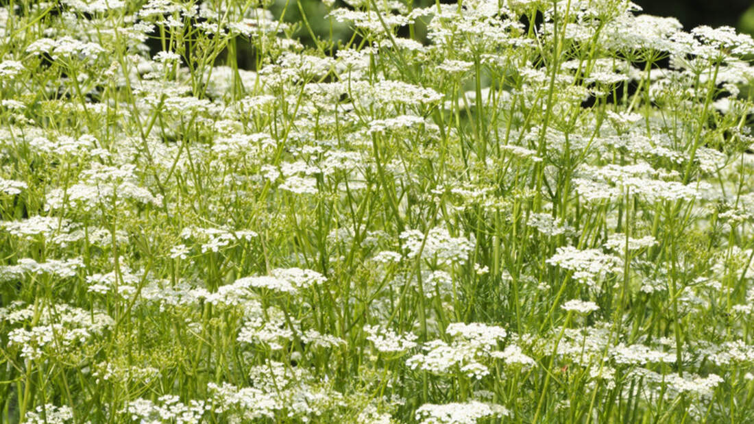 Wiesen-Kümmel - alle Infos zur essbaren Nutz - und Heilpflanze ...