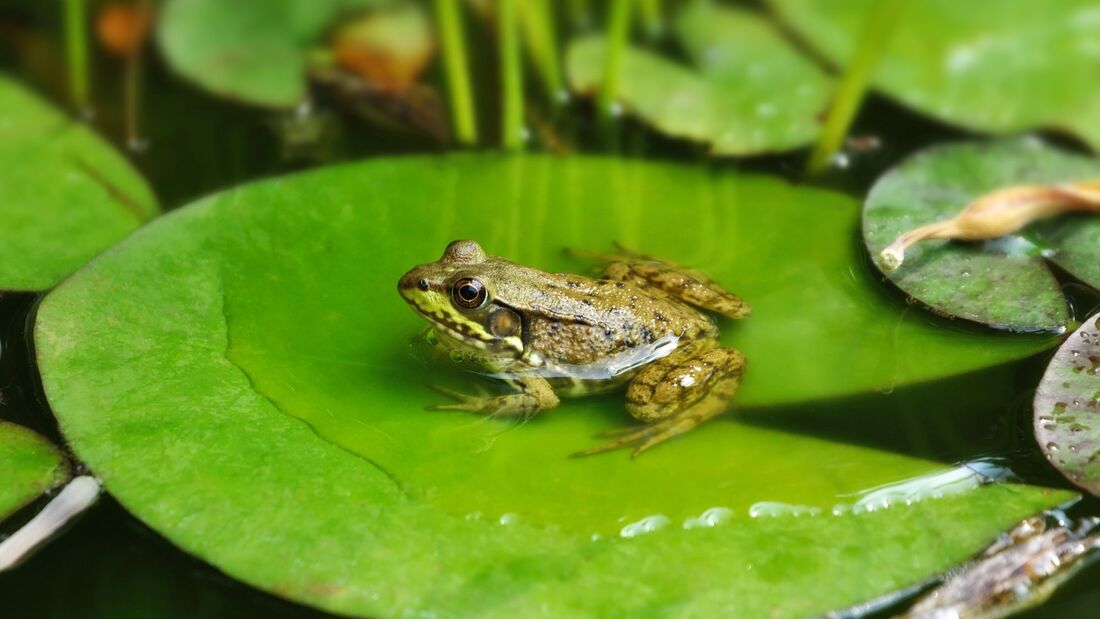 Kleine Froschkunde: Das quakt in Teich und See