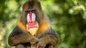 Portrait of mandrill (Mandrillus sphinx)