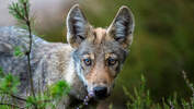 Junger Wolf im Osten Deutschlands