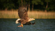 Seeadler Haliaeetus albicilla Greifvogel