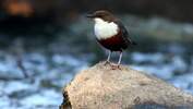 OD Wasseramsel Vogel Vögel Wasser pixelio