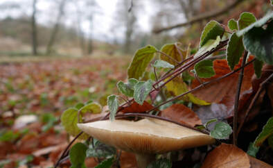 Pilze sammeln im Wald