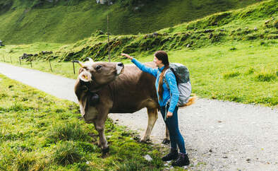 GettyImages/Anastasiia Shavshyna: Wanderfrau streichelt Kuh in den Bergen der Schweiz 