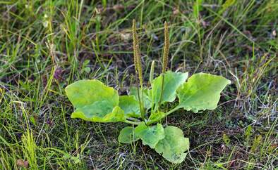 od-essbare-pflanzen-Grosser_Wegerich_shutterstock_213456862.jpg