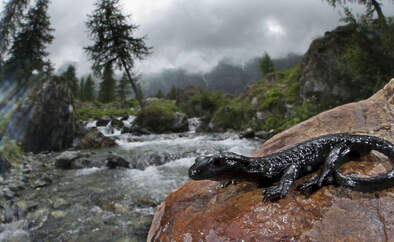 Alpensalamander Lurch Amphibien Deutschland Salamandra atra