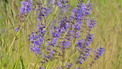 Od-essbare-Pflanzen-Wiesensalbei-Steffen-Hauser-botanikfoto-545040-L.jpg