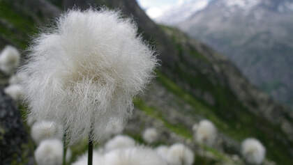 OD 0414 Schweiz Frühling Wollgras Blumen Pflanzen Commons