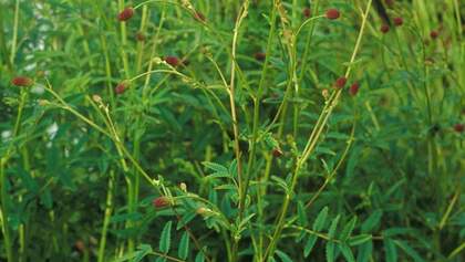 od-essbare-Pflanzen-Grosser-Wiesenknopf-botanikus_Sanguisorba officinlis.jpg