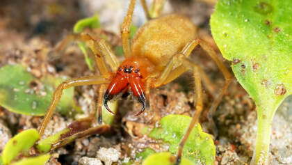 Ammen-Dornfinger Spinne (Cheiracanthium punctorium/ Eutichuridae)