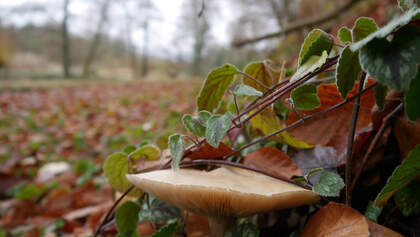 Pilze sammeln im Wald