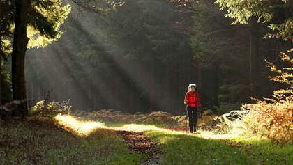 Elbsandsteingebirge - Forststeig - Wandern