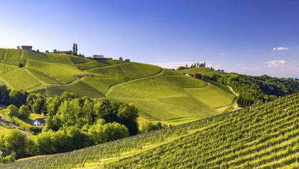 Steiermark Österreich Südsteiermark Wein Weinberge Steirische Toskana