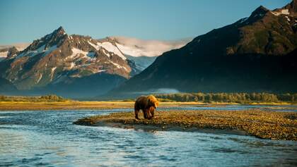 Bär in Alaska - David Bittner