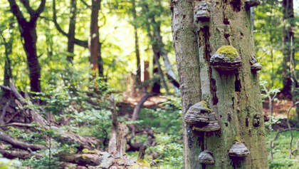 OD 0711 Serrahner Buchenwald Nationalpark Müritz Teaser