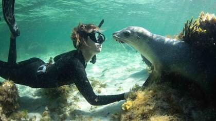 Australischer Seelöwe und ein Taucher im Wasser, Schnorcheln und Freitauchen in der Nähe von Perth, Australien.