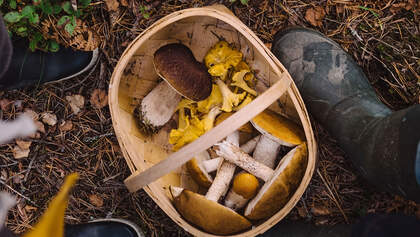 Pilze sammeln im Wald