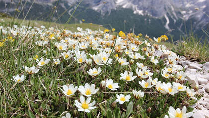 OD 0414 Südtirol Sextener Dolomiten Frühling Weiße Silberwurz Blumen Pflanzen Commons