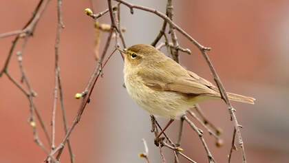 OD Tierwelt Singvögel Vogel Chiffchaff Zilpzalp