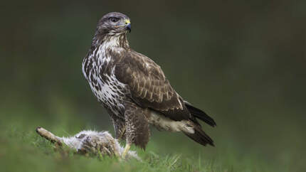 Mäusebussard Greifvogel Buteo buteo