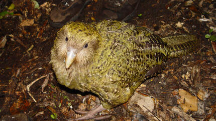 OD 2016 lautesten tiere der welt kakapo