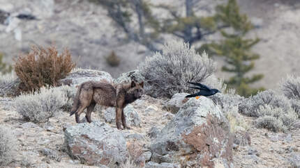 Tiere und Pflanzen am Wegesrand 