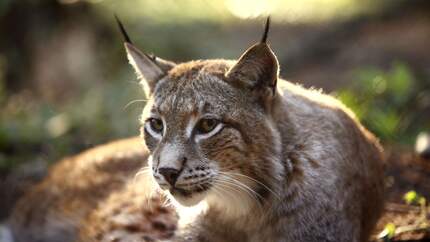 OD 2018 Luchs Natur Wald Tiere