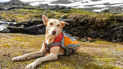 Outdoor-Zubehör für den Hund