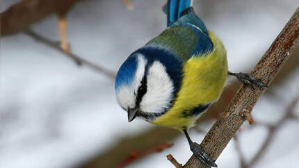 OD Tierwelt Singvögel Vogel Blaumeise