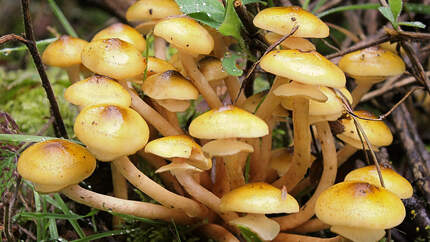 od-die-wichtigsten-herbstpilze-hallimasch (jpg)