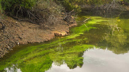 Cyanobacteria Cyanobakterien Blaualgen See 