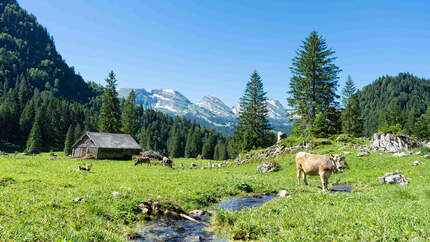 Switzerland Summer Toggenburg, Sommer, Alp, Laui, Unterwasser, Obertoggenburg, Chur Schweiz Churfirsten Wandern Alpen