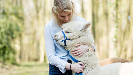 GettyImages/Westend61: Frau kuschelt mit Alpaka